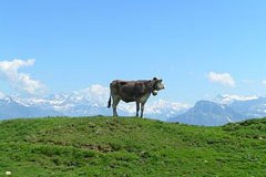 Comment favoriser la biodiversité dans l'Arc alpin ?