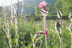Nous possédons la clé de la biodiversité alpine