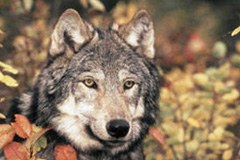 Menace sur le loup en France
