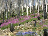 Vivre avec les incendies de forêt