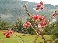 Réseau des Régions alpines