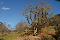 Berchtesgaden – Salzbourg: amélioration du réseau écologique des prairies extensives