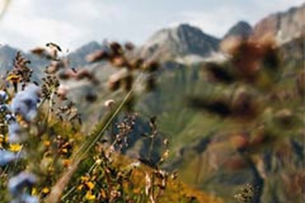 Communiqué de presse de la CIPRA sur le rapport annuel 2009 « La biodiversité dans les Alpes »