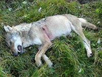 Non à l'acclimatation du loup dans le Valais