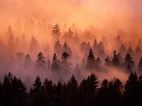 L'année des forêts : actions dans l'espace alpin