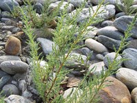 Le Tamarin d'Allemagne vaut à l'Autriche un recours auprès de l'Union européenne