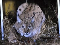 Un couple de lynx pour les Kalkalpen
