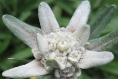 Les Alpes sans edelweiss