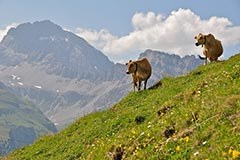 Les alpages en recul