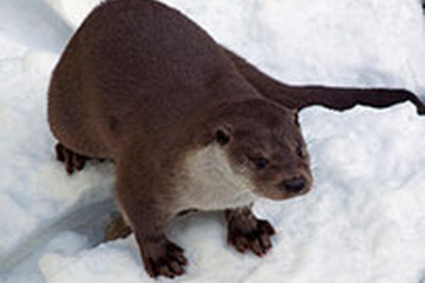 Le retour de la loutre