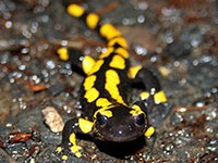 Le projet GreenAlps au service de la biodiversité