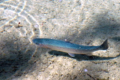 Des cours d'eau alpins sans eau