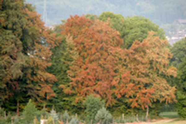 Dégâts aux forêts dus à la sécheresse : danger de bostryches