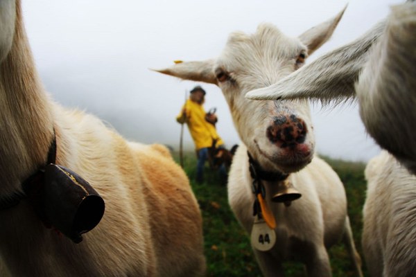 Comment protéger les animaux de ferme et les loups ?