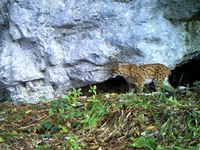 Des félins à protéger