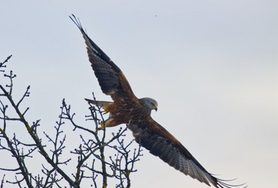 Faune sauvage, changement climatique et plomb de chasse