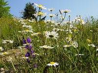 L’UE protège-t-elle efficacement la nature ?
