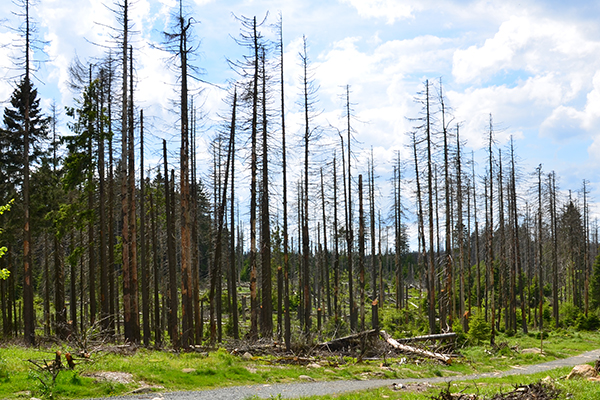 La forêt slovène en péril
