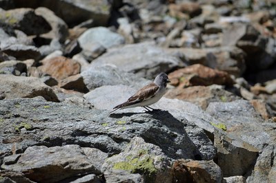 Les animaux fuient le réchauffement climatique