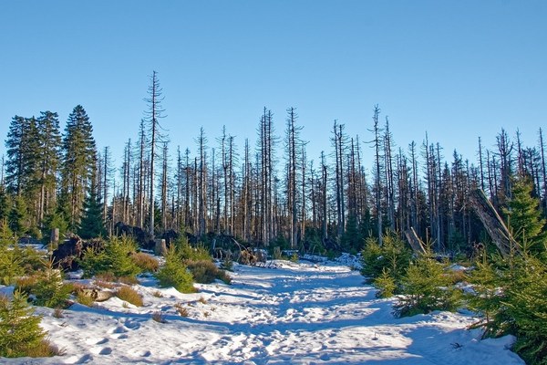 Les forêts de montagne face au changement climatique