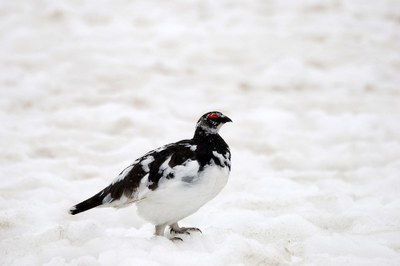 Moins d’habitats, d’autres voies de migration