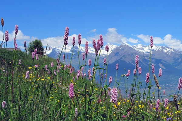 Quand la politique peut favoriser la biodiversité