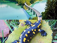 Pas à pas vers un réseau écologique