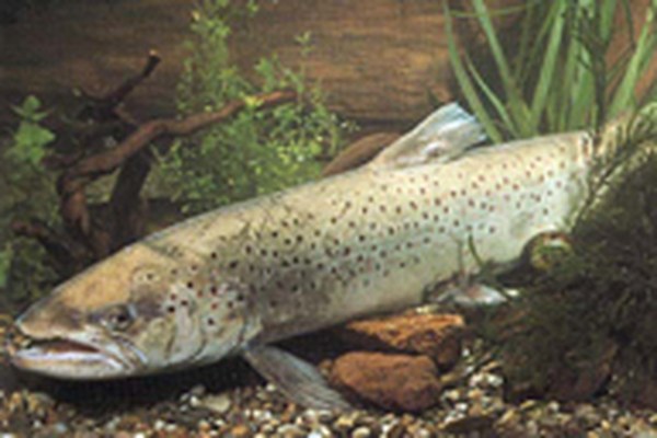 Misure di protezione ambientale per l'Alto Reno e il Lago di Costanza