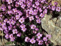 Riscaldamento del pianeta: fioritura anticipata della flora alpina