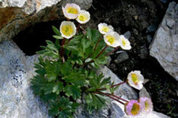 Il cambiamento del clima riduce la biodiversità