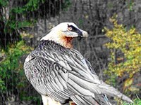 Per la prima volta i gipeti tornano a nidificare in Svizzera