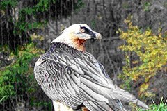 Per la prima volta i gipeti tornano a nidificare in Svizzera