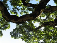 Boschi e il Protocollo di Kyoto