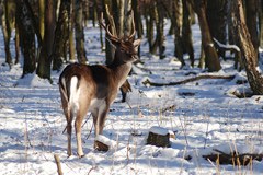 Dal foraggiamento invernale al foraggiamento d'emergenza per i cervi del Liechtenstein