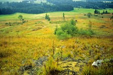 L'"Alleanza delle torbiere dell'Algovia/D" vince un importante premio per la protezione della natura