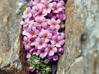 La natura tampone - Non è a rischio solo l'androsace alpina