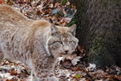 Nuova piattaforma della Convenzione delle Alpi sui grandi predatori