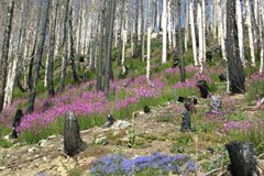 Nuova vita dopo l'incendio del bosco