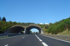 Via libera per cervi e linci nel corridoio Alpi-Carpazi