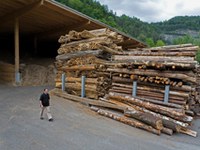 Biomasse: allarme del WWF per le foreste piemontesi