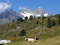 Nuova legge forestale in Germania