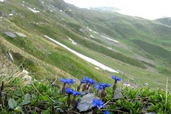Perdita di biodiversità: particolarmente grave nelle zone di montagna