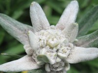 Alpi senza genziane e stelle alpine