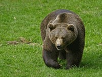 Compare orso è tornato!