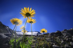 Le piante soffrono gli effetti del cambiamento climatico