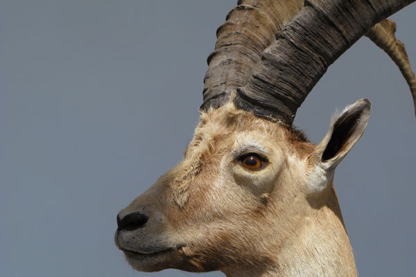 I cambiamenti climatici fanno bene allo stambecco?