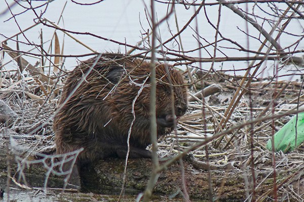 Castori alla riscossa