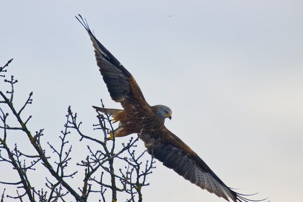 Fauna selvatica, cabiamento climatico e piombo