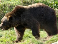 Orsi: la responsabilità è nostra