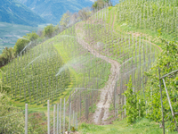 Pesticidi in montagna